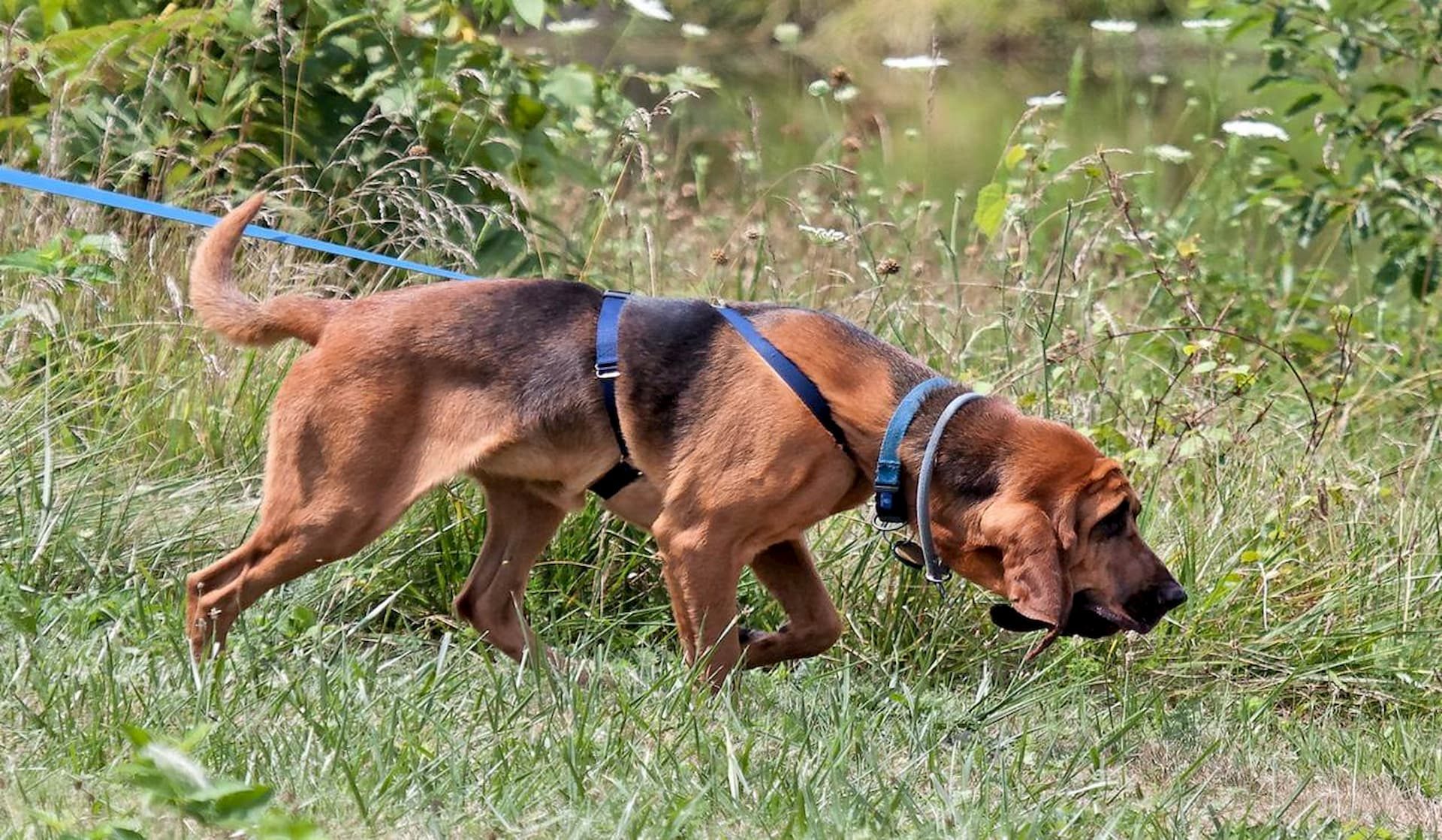 Bloodhound Search And Rescue