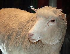 Dolly was a female domestic sheep, and the first mammal cloned from an adult somatic cell, using the process of nuclear transfer.